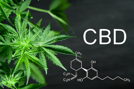 ¿Cómo interactúa el CBD con el sistema endocannabinoide?