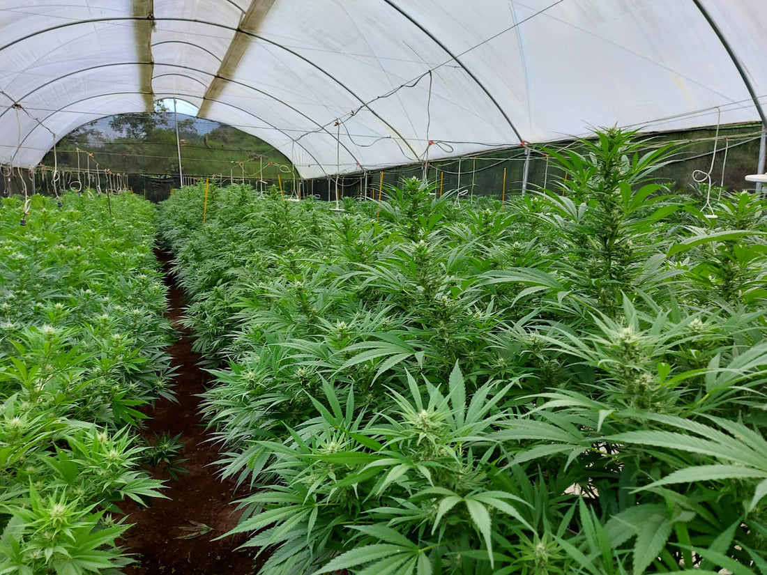 LOS BENEFICIOS DEL CBD PARA TU SALUD